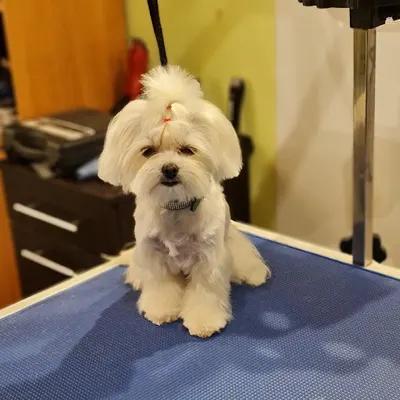 DOG GROOM